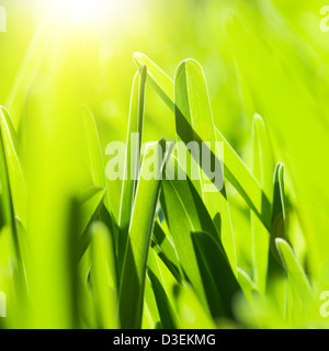 Bild von frischen grünen Rasen Hintergrund, Frühling Natur Rasen auf den Park im sonnigen Tag, leuchtend gelbe Sonnenlicht, Stockfoto