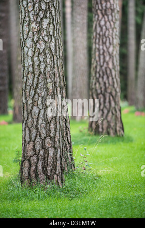 Kiefer-Baum-Stämme und grünen Rasen im Wald Stockfoto