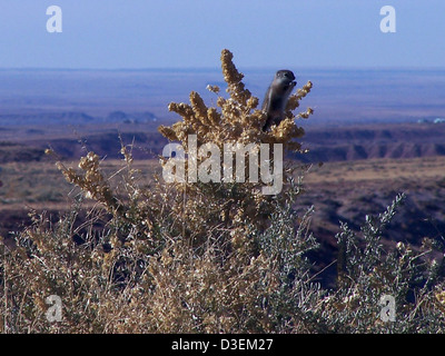 Petrified Forest Nationalpark Tierwelt Seeadler Antilope Boden Eichhörnchen Stockfoto