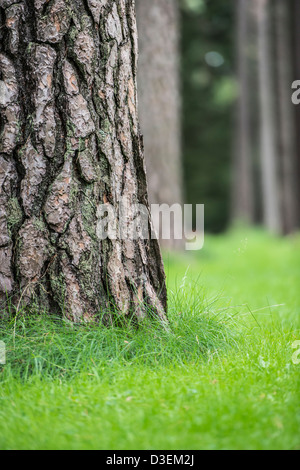 Kiefer-Baum-Stämme und grünen Rasen im Wald Stockfoto