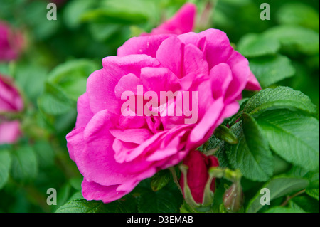 Eine schöne rose Blume im Garten neben dem Haus Stockfoto