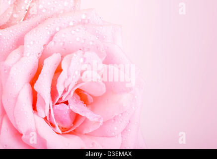 Foto von schönen rosa rose Hintergrund, abstrakte florale Grenze Hochzeit Grußkarte, feiern Ferien, Frühling-Natur, Stockfoto