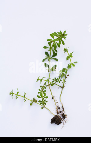 Galium Aparine. Neu gekeimte Hackmesser Pflanzen auf einem weißen Hintergrund. Stockfoto