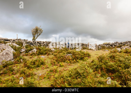 Mann mit Blick auf Trockenmauer auf Lustleigh Cleave, Devon, UK Stockfoto