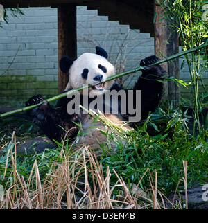 Edinburgh Zoo, Montag, 18. Februar 2013, Giant Pandas im Edinburgh Zoo Tian Tian, dessen Name bedeutet "Schätzchen", und Yang Guang, Bedeutung "Sonnenschein" unbeirrt erschien heute Morgen über größerer Aufmerksamkeit der Besucher auf der Tatsache, dass sie paaren sich in den nächsten Wochen sollen, die weiblichen Tian Tian hatte Montag Morgen ausschlafen und er demonstrierte seine Stärke durch Biegen ein Bambusrohr während stopfte in sein Frühstück. Stockfoto