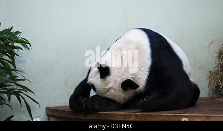 Edinburgh Zoo, Montag, 18. Februar 2013, Giant Pandas im Edinburgh Zoo Tian Tian, dessen Name bedeutet "Schätzchen", und Yang Guang, Bedeutung "Sonnenlicht" unbeirrt erschien heute Morgen über größerer Aufmerksamkeit der Besucher auf der Tatsache, dass sie paaren sich in den nächsten Wochen sollen, die weiblichen Tian Tian Montag Morgen ausschlafen und er hatte Demonstated seine Stärke durch Biegen eine Bambus Rohr während stopfte in sein Frühstück. Stockfoto