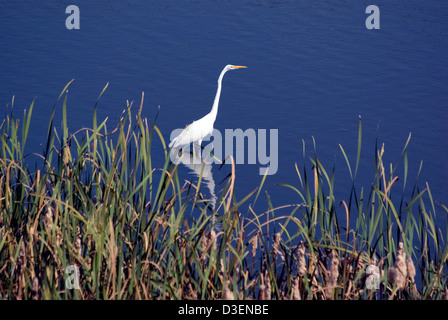 Silberreiher, Ardea Alba stehen am Rand des Wassers Stockfoto