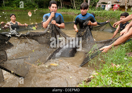 Peru, Loreto, Iquitos, Manatee-Projekt. Stockfoto