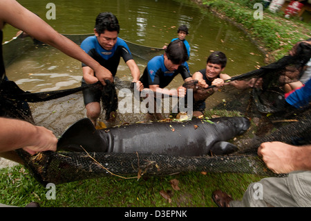 Peru, Loreto, Iquitos, Manatee-Projekt. Stockfoto