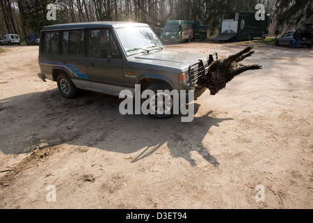 Der Körper des Wildschweins ist auf eines der Vautrait de Banassat 4 x 4 gewaschen werden geladen. Stockfoto