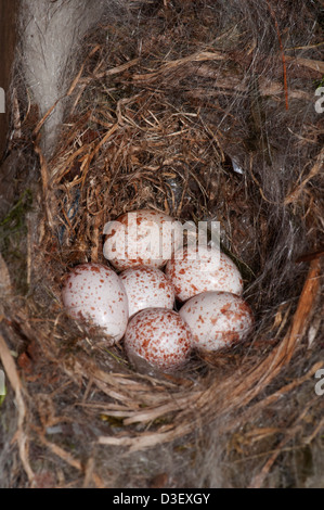 Tufted Meise nest in ein Vogelhaus mit sechs Eiern Stockfoto