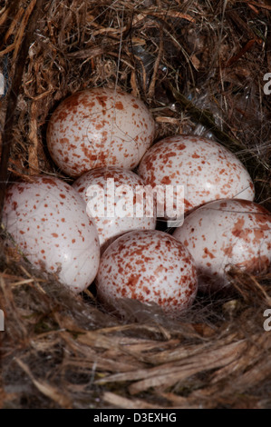 Tufted Meise nest in ein Vogelhaus mit sechs Eiern Stockfoto