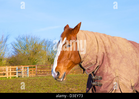 Pferd im Feld tragen Pferd Teppich Stockfoto