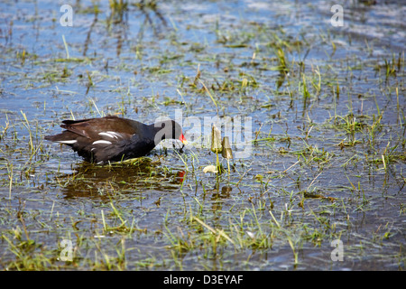 Teichhuhn (Gallinula Chlotopus) waten durch Wasser zu füttern. Stockfoto