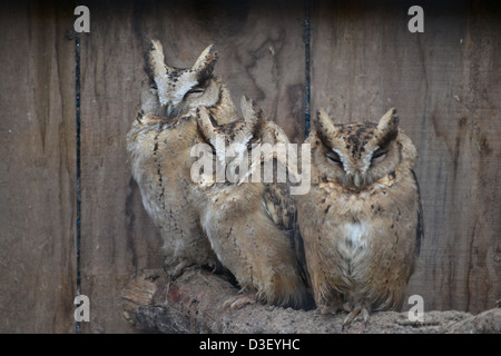 Rotflügel Zwergohreule Eulen Stockfoto