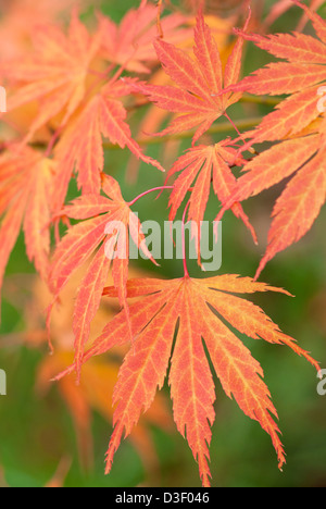 ACER PALMATUM HESSEI Stockfoto