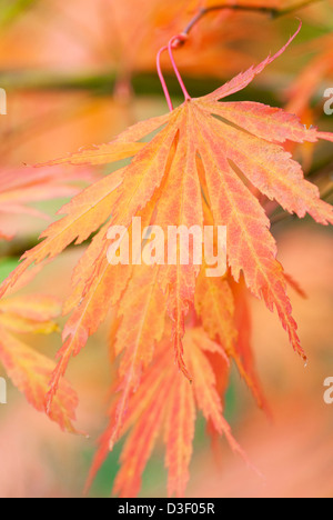 ACER PALMATUM HESSEI Stockfoto