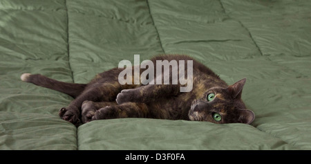 Hauskatze mit grauem Schildkrötenpigel für Erwachsene, mit grünen Augen, die auf einer grünen Bettdecke liegen, lustige Tiere. FS 5,54 MB 300ppi Stockfoto