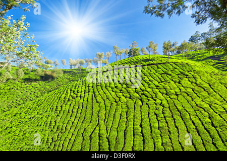 Teeplantage in Munnar, Indien Stockfoto