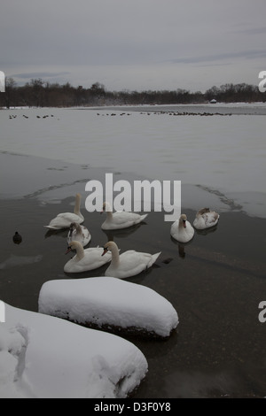 Schwäne auf dem See im Prospect Park in Brooklyn, New York an einem winterlichen Tag. Stockfoto