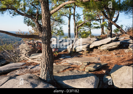 Felsen und Pinien auf dem Wanderweg in der Nähe des Wappen Stein Berg außerhalb von Atlanta, Georgia, USA. Stockfoto