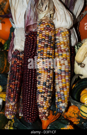 Mais oder Flint Mais, Zea Mays indurata Stockfoto