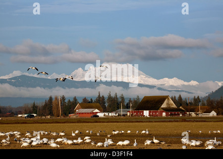Eine Herde von Schneegänsen in einem Bauernhof-Feld im Abschnitt Fir Insel der Skagit Wildlife Area mit Mount Baker in der Ferne. Stockfoto