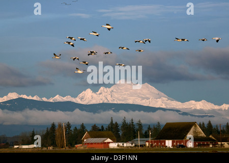 WASHINGTON - Schnee Gänse im Flug über den Fir Insel Teil der Skagit Wildlife Area mit Mount Baker in der Ferne. Stockfoto