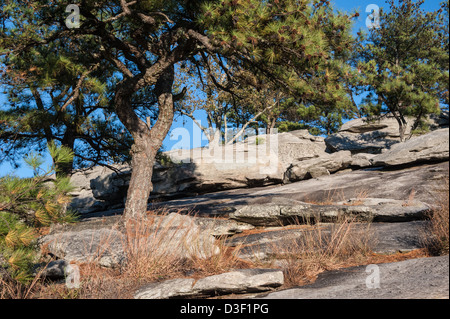 Sonnigen Felsen und Pinien auf dem Wanderweg in der Nähe von der Kuppe des Stone Mountain im Stone Mountain Park in der Nähe von Atlanta, Georgia, USA Stockfoto