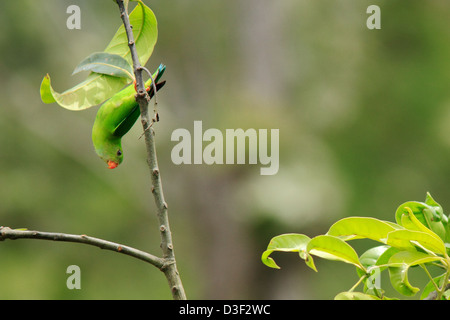 Die Vernal hängen Papagei (Loriculus Vernalis) hängen vom Baum Barsch Stockfoto