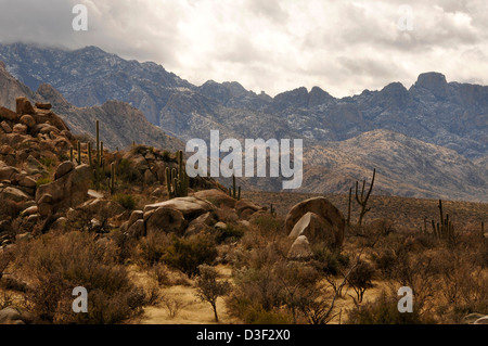 Ein Wintersturm fällt Schnee auf die Santa Catalina Mountains, Coronado National Forest, Sonora-Wüste, Catalina, Arizona, USA. Stockfoto