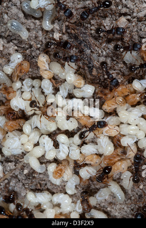 Ameisen, die dazu neigt, Larven und Puppen Brut. Stockfoto