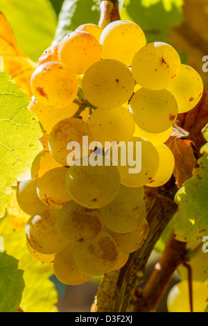 Wein in Kalifornien machen Stockfoto