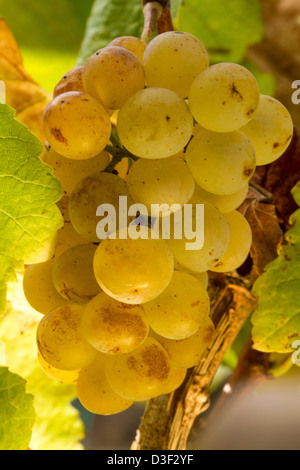 Kalifornien Weinbau in Monterey County Stockfoto