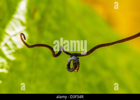 Kalifornien Weinbau in Monterey County Stockfoto