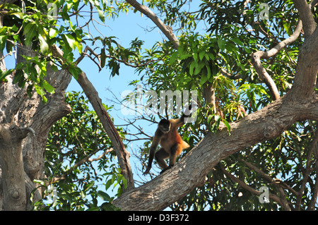 Klammeraffe auf einer Insel des Sees Nicaragua Stockfoto