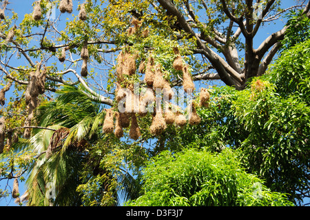 Weaver Vogelnester hängen hoch in den Baum auf den Inseln des Nicaragua-See Stockfoto