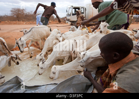 GURAH, nördlich von ELWAK Osten KENIAS, 1. September 2009: Hirten Wasser ihre Ziegen in provisorischen Wassertanks Stockfoto