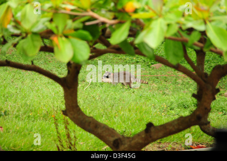 Ein Waschbär ist gerahmt in den Ästen, sondern ist (Mietvertrag am Hals) an den Baum gefesselt, weil er Kunden angegriffen Stockfoto