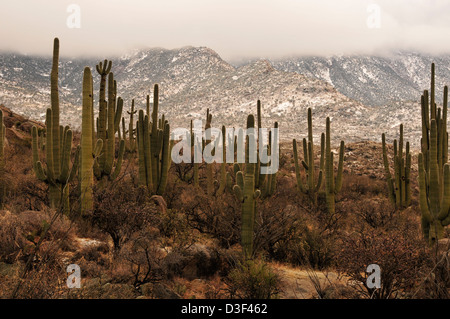 Ein Wintersturm fällt Schnee auf die Santa Catalina Mountains, Coronado National Forest, Sonora-Wüste, Catalina, Arizona, USA. Stockfoto