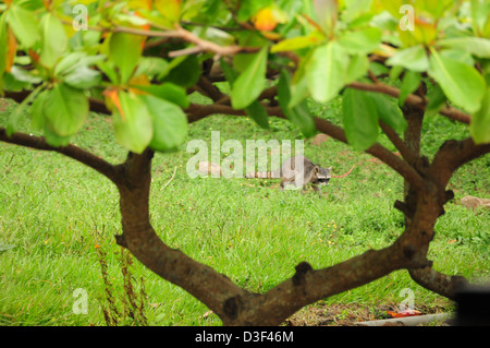 Ein Waschbär ist gerahmt in den Ästen, sondern ist (Mietvertrag am Hals) an den Baum gefesselt, weil er Kunden angegriffen Stockfoto