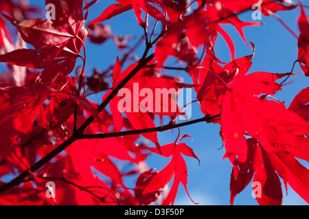 Herbstfärbung bei zündeten Arboretum Gloucestershire, England Stockfoto