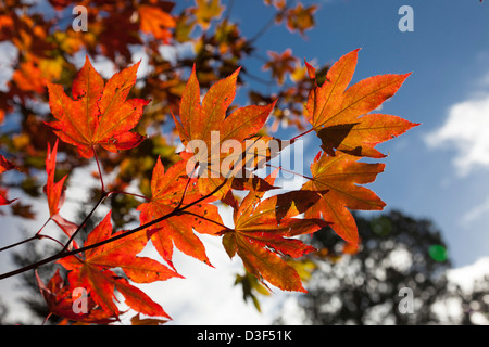 Herbstfärbung bei zündeten Arboretum Gloucestershire, England Stockfoto