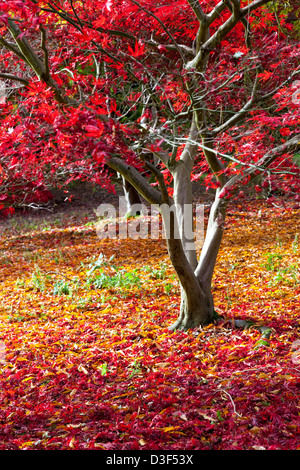 Herbstfärbung bei zündeten Arboretum Gloucestershire, England Stockfoto