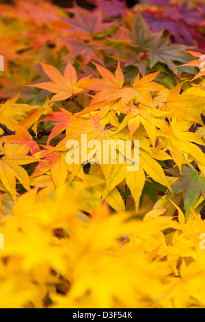 Herbstfärbung bei zündeten Arboretum Gloucestershire, England Stockfoto