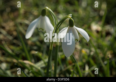 Schneeglöckchen blühen, die Tage werden immer länger und der Frühling ist gleich um die Ecke Stockfoto