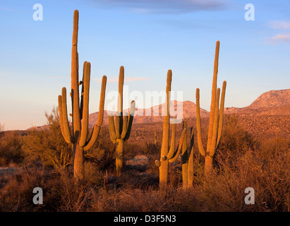 Stellung des Saguaro-Kaktus in Catalina State Park, Arizona, USA Stockfoto