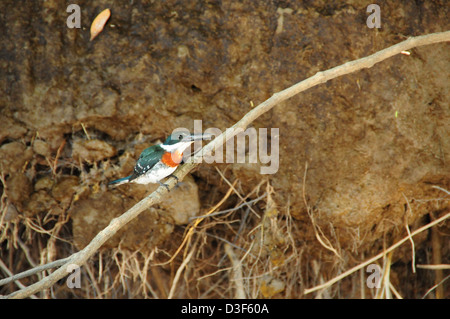 Ein Eisvogel taucht nach unten und schnappt sich eine Garnele im Fluss fliegen zurück nach Niederlassung, die große Mahlzeit zu essen. Stockfoto