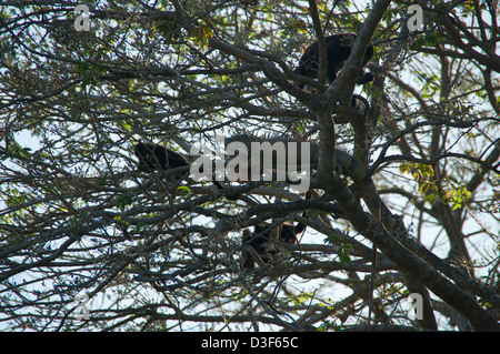 Eine riesige Iguana im Baum mit Brüllaffen. Stockfoto