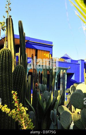 Lebendige Farben - kobalt blau und chrom gelb Kakteen Töpfe schmücken und Haus Wände an der Majorelle Garten (Jardin Majorelle Marrakesch, Marokko). Stockfoto